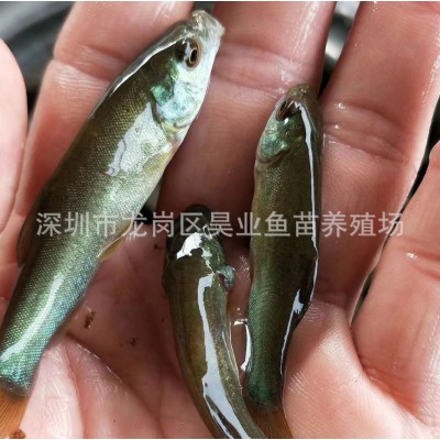 大量批发供应优质丁桂鱼苗 水产养殖 成活高价格实惠图5