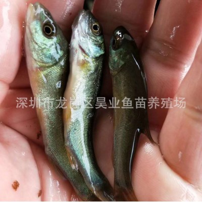 大量批发供应优质丁桂鱼苗 水产养殖 成活高价格实惠图3