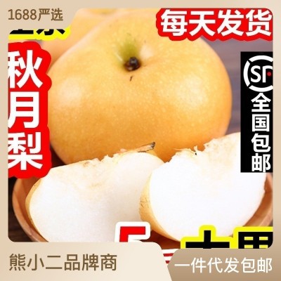 山东秋月梨新鲜水果礼盒脆甜羊脂冰糖莱阳梨5斤非丰水黄梨批代发图2