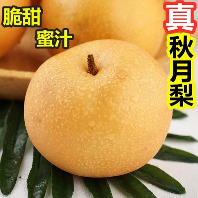山东秋月梨新鲜水果礼盒脆甜羊脂冰糖莱阳梨5斤非丰水黄梨批代发图3