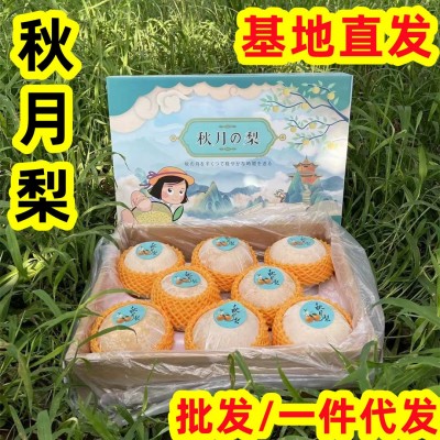 山东秋月梨新鲜水果礼盒脆甜羊脂冰糖莱阳梨5斤非丰水黄梨批代发图5