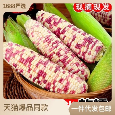 一件代发广西新鲜花糯玉米10斤农家生甜糯玉米3斤带皮粘黏棒苞米图3