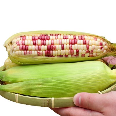 一件代发广西新鲜花糯玉米10斤农家生甜糯玉米3斤带皮粘黏棒苞米图4