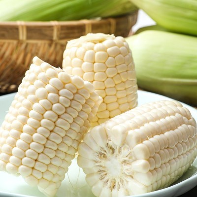 白糯玉米甜糯白玉米新鲜水果糯玉米生吃即食玉米棒爆浆甜玉米批发图5