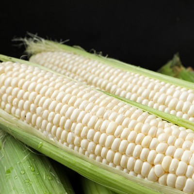 白糯玉米甜糯白玉米新鲜水果糯玉米生吃即食玉米棒爆浆甜玉米批发图2