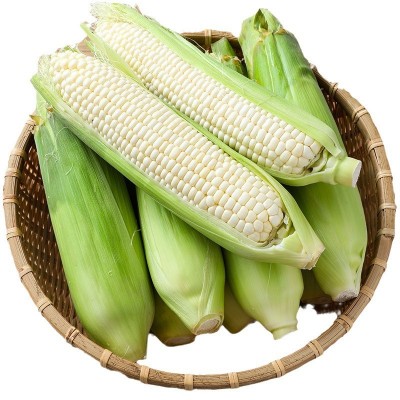 白糯玉米甜糯白玉米新鲜水果糯玉米生吃即食玉米棒爆浆甜玉米批发图4