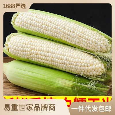 白糯玉米甜糯白玉米新鲜水果糯玉米生吃即食玉米棒爆浆甜玉米批发图3