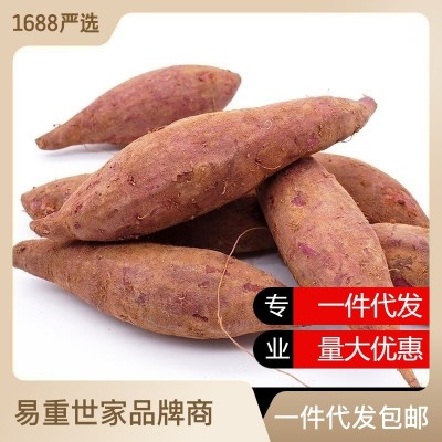新鲜紫薯新鲜蔬菜地瓜5斤大果产地直供现挖现发番薯紫薯一件代发图2