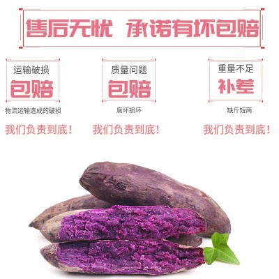 新鲜紫薯新鲜蔬菜地瓜5斤大果产地直供现挖现发番薯紫薯一件代发图5