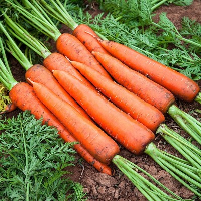 一件代发红萝卜水果胡萝卜新鲜红罗卜蔬菜10斤生吃水果型脆甜当季图5