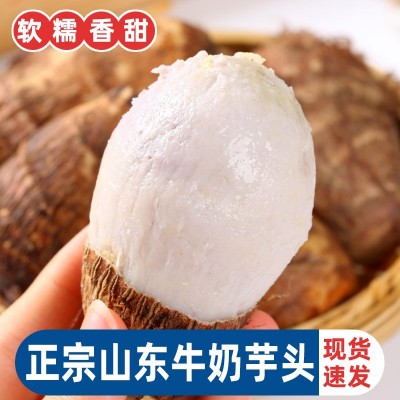 山东奶油芋头 新鲜蔬菜当季毛芋头 软糯牛奶小芋头代发图2