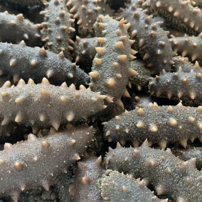 工厂直销顶火泡发5倍拉缸盐半干海参500g大连非即食半干海参批发图5