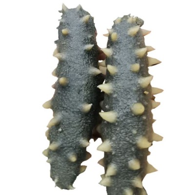 工厂直销顶火泡发5倍拉缸盐半干海参500g大连非即食半干海参批发图4