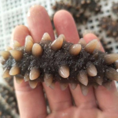 工厂直销顶火泡发5倍拉缸盐半干海参500g大连非即食半干海参批发图2