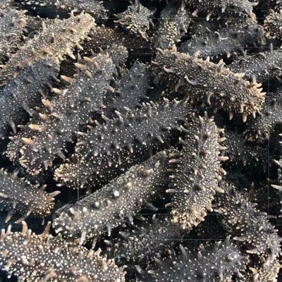 海参工厂直供大连深海淡干海参辽刺参干货批发代理礼盒可代发500g图3