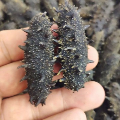 工厂直供大连淡干海参滋补辽刺参干货批发礼盒装海参干货500g包邮图3