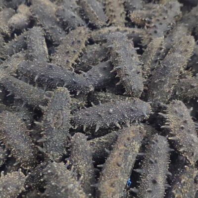 工厂直供大连淡干海参滋补辽刺参干货批发礼盒装海参干货500g包邮图5