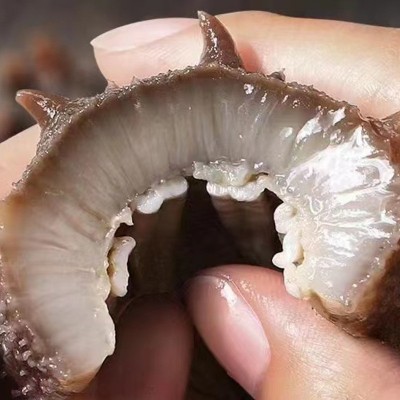 即食海参大连野生辽参刺参鲜参非干货冷冻即食海参500g水产品海参图3