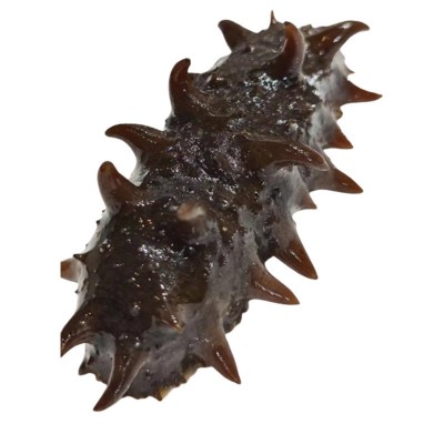 即食海参大连野生辽参刺参鲜参非干货冷冻即食海参500g水产品海参图5