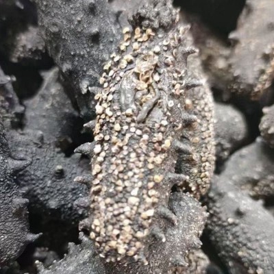 海参批发代理干货礼盒支持一件代发工厂直供辽宁大连淡干海 参刺参图3