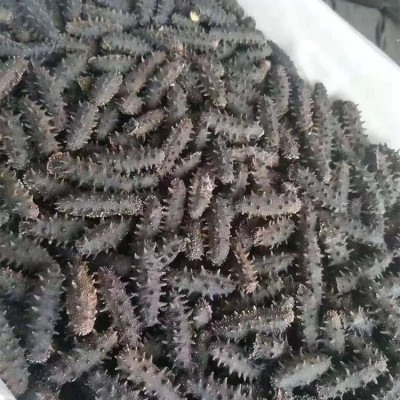 海参批发代理干货礼盒支持一件代发工厂直供辽宁大连淡干海 参刺参图2