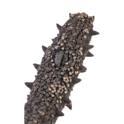 海参批发代理干货礼盒支持一件代发工厂直供辽宁大连淡干海 参刺参图4