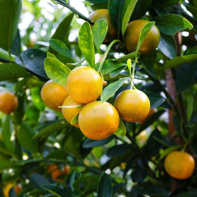 现摘赣南脐橙橙子新鲜采摘水果精装礼盒10斤现货可大量图3