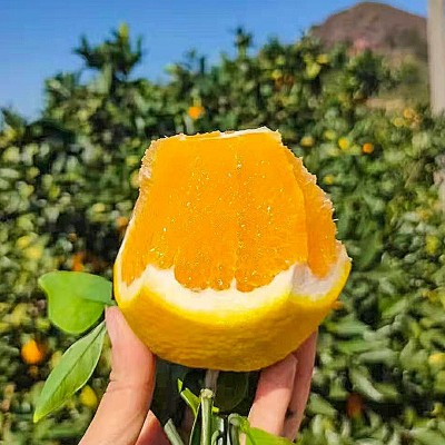 现摘赣南脐橙橙子新鲜采摘水果精装礼盒10斤现货可大量图4