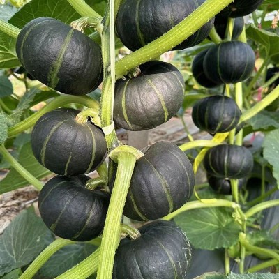 供应电商代发山东贝贝南瓜粉面板栗应季瓜果3斤5斤礼盒装迷你南瓜图3