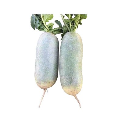 山东潍坊青萝卜 正宗潍县萝卜 新鲜甜脆生食现挖现发翠绿水果萝卜图5