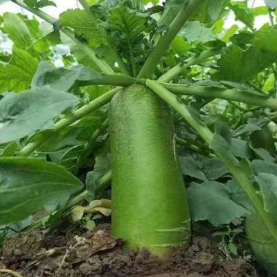 山东潍坊青萝卜 正宗潍县萝卜 新鲜甜脆生食现挖现发翠绿水果萝卜图3