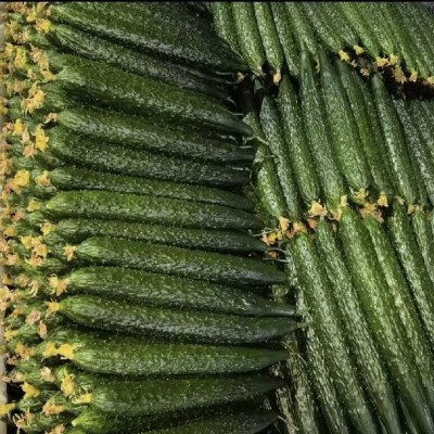 新鲜密刺黄瓜现摘现发山东蔬菜生吃清脆水果绿青瓜3斤五斤装批发图4
