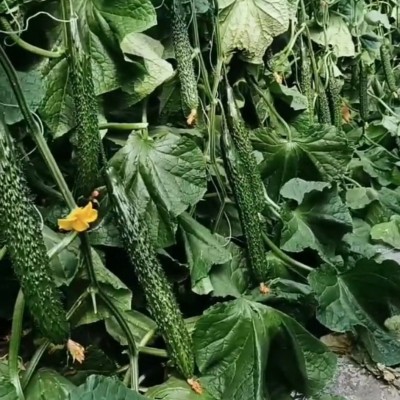 新鲜密刺黄瓜现摘现发山东蔬菜生吃清脆水果绿青瓜3斤五斤装批发图2