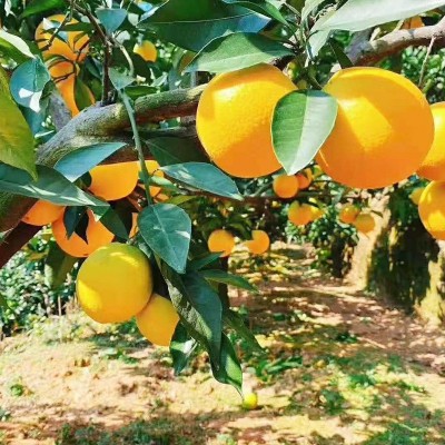 产地直发 正宗赣南脐橙新鲜水果批发橙子江西橙子当季3斤 礼盒图3