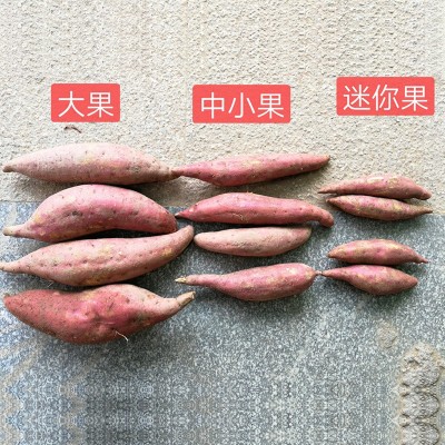 福建六鳌蜜薯新鲜沙地地瓜红心非紫薯小番薯香薯10斤包邮香糯蜜甜图3