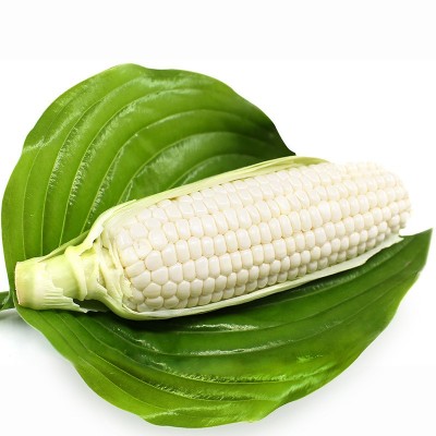 新鲜广西白糯牛奶玉米现摘10斤玉米棒子生吃甜水果玉米牛奶云南图3