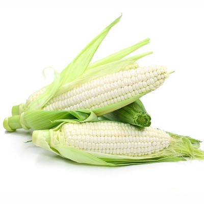 新鲜广西白糯牛奶玉米现摘10斤玉米棒子生吃甜水果玉米牛奶云南图4