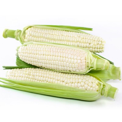 新鲜广西白糯牛奶玉米现摘10斤玉米棒子生吃甜水果玉米牛奶云南图2