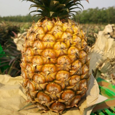 全年主推海南金钻凤梨 1件图3