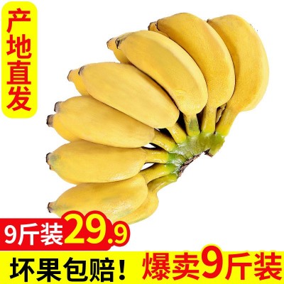 广东香蕉 广西小米蕉 5斤装 芭蕉 新鲜水果 生鲜 2件图3