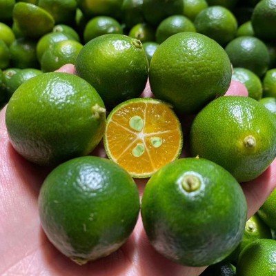 海南小金桔小青桔新鲜皮薄多汁小青柠青金桔柠檬奶茶水果5斤批发 1件图2