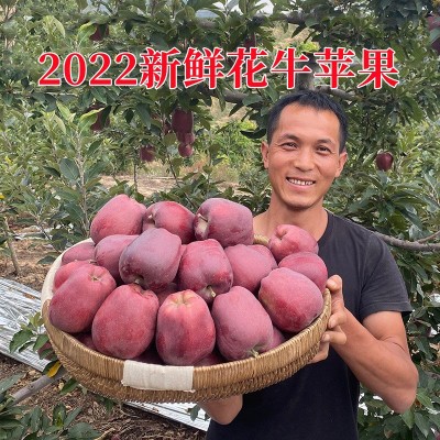 甘肃天水花牛苹果10斤新鲜水果整箱包邮糖心当季红蛇粉面平果丑果 1件图4