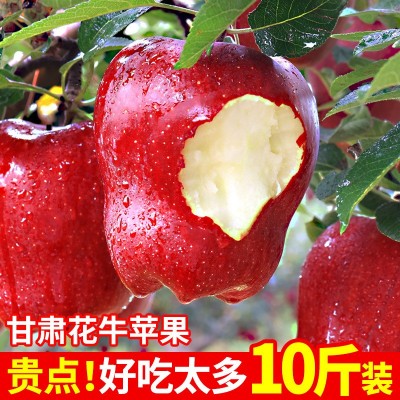 甘肃天水花牛苹果10斤新鲜水果整箱包邮糖心当季红蛇粉面平果丑果 1件图3
