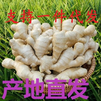 云南生姜新鲜老姜现挖小黄姜沙姜10斤干大姜月子姜嫩姜块批发代发 1件图3