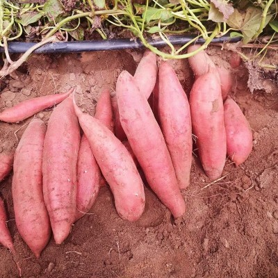 红薯西瓜红蜜薯10斤板栗番薯糖心蜜薯农家自种地瓜新鲜9一件代发 1箱图2