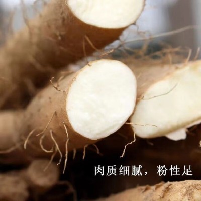 小白嘴正宗河北山药新鲜采挖当季蔬菜适蒸煮香甜软糯包邮一件代发 1件图4