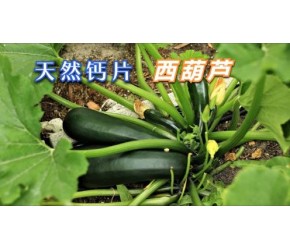 【西葫芦】的一生｜现代农业种植和收获西葫芦｜蔬菜中的钙片