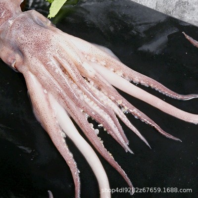 百鲜大鱿鱼鲜活冷冻鱿鱼须新鲜水产墨鱼章鱼海鲜烧烤铁板食材商用150只图2