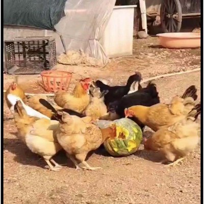 小枞 农家散养新鲜土鸡蛋 枞乡情 产地直供 农场现捡草鸡蛋柴鸡蛋 2盒图3