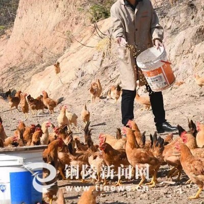 小枞 农家散养新鲜土鸡蛋 枞乡情 产地直供 农场现捡草鸡蛋柴鸡蛋 2盒图4